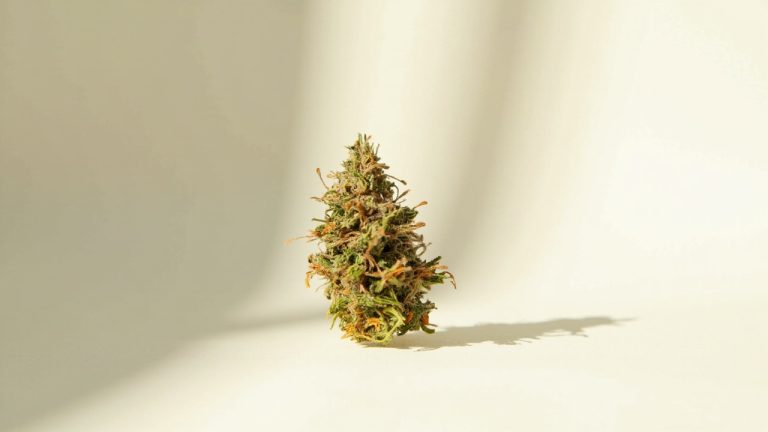 fleur de cbd: choisir son profil aromatique et cbd adapté