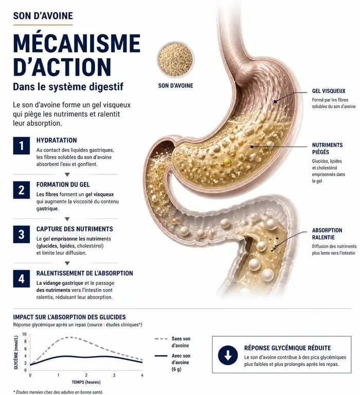 Infographie expliquant le mécanisme d'action du son d'avoine pour maigrir vite et ses bienfaits sur la satiété