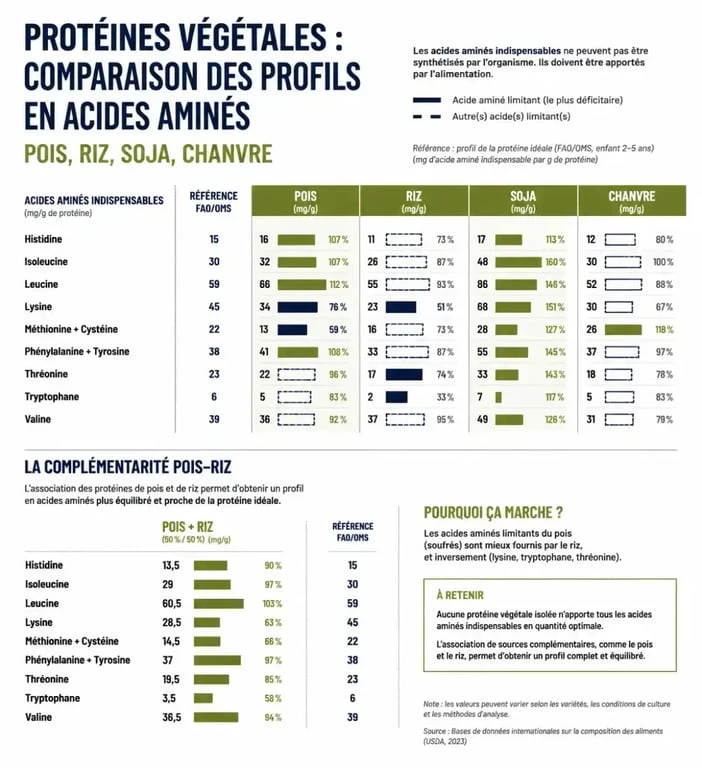 Comparatif des meilleures protéines végétales pour la musculation selon leur profil en acides aminés